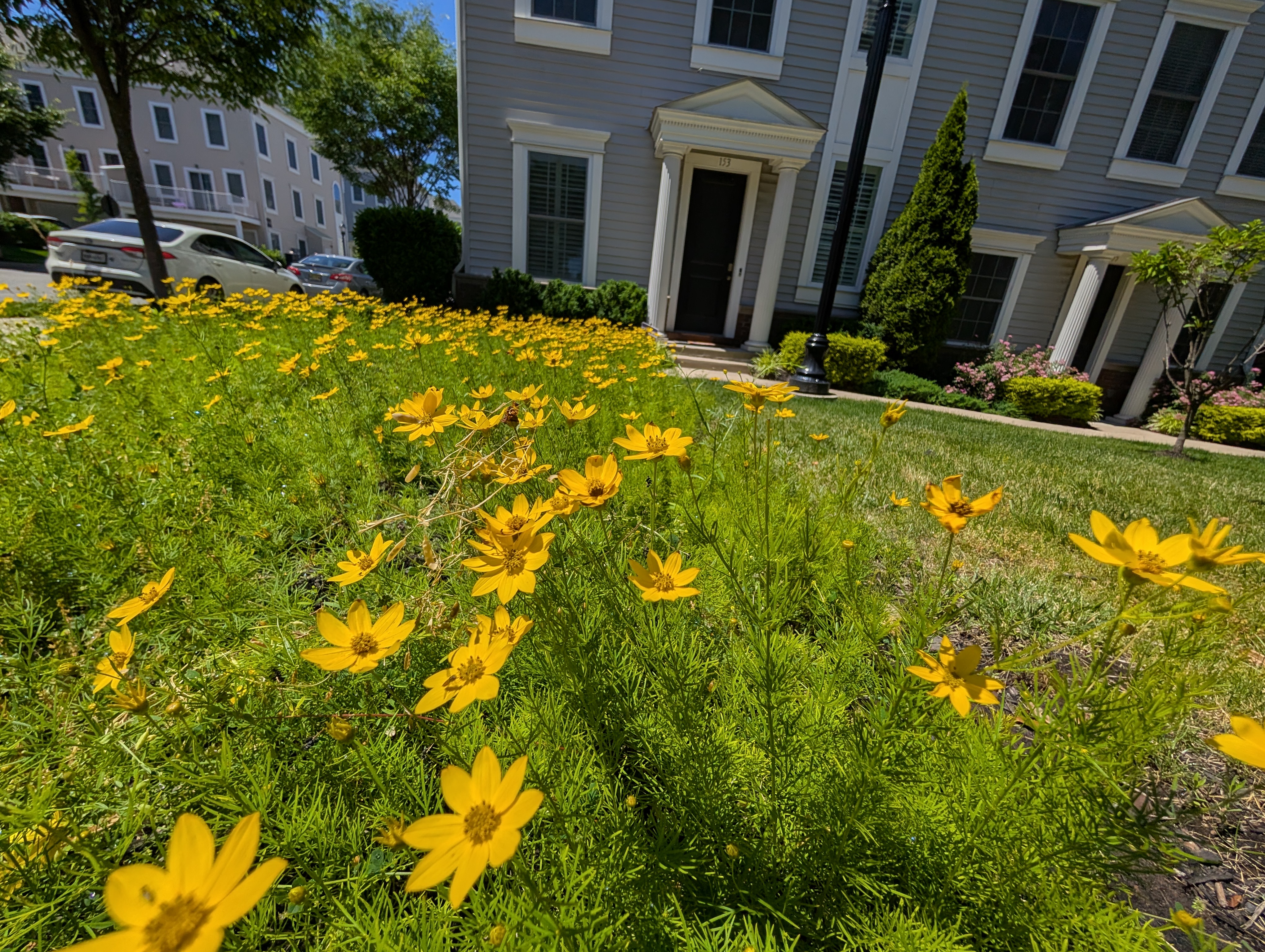 Yellow wildflowers
